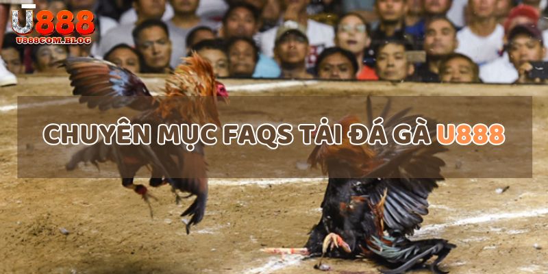 Giải đáp các câu hỏi thường gặp liên quan đến sảnh đá gà U888